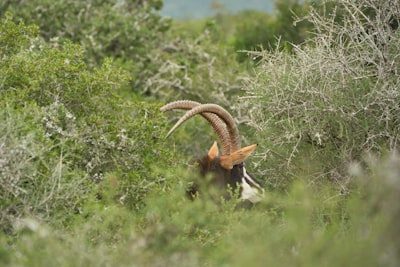 Safari na Reserva da Kangandala